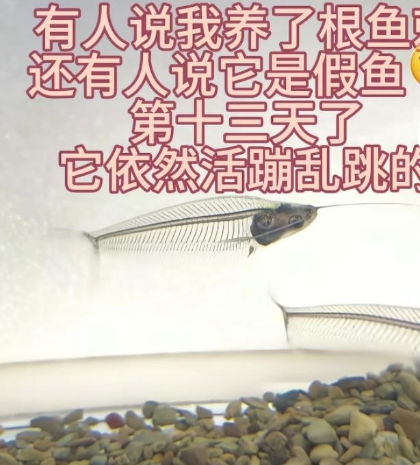 透明玻璃猫鱼走红，通体通透酷似鱼刺养满十三天
 
博主分享自家饲养的玻璃猫鱼，通