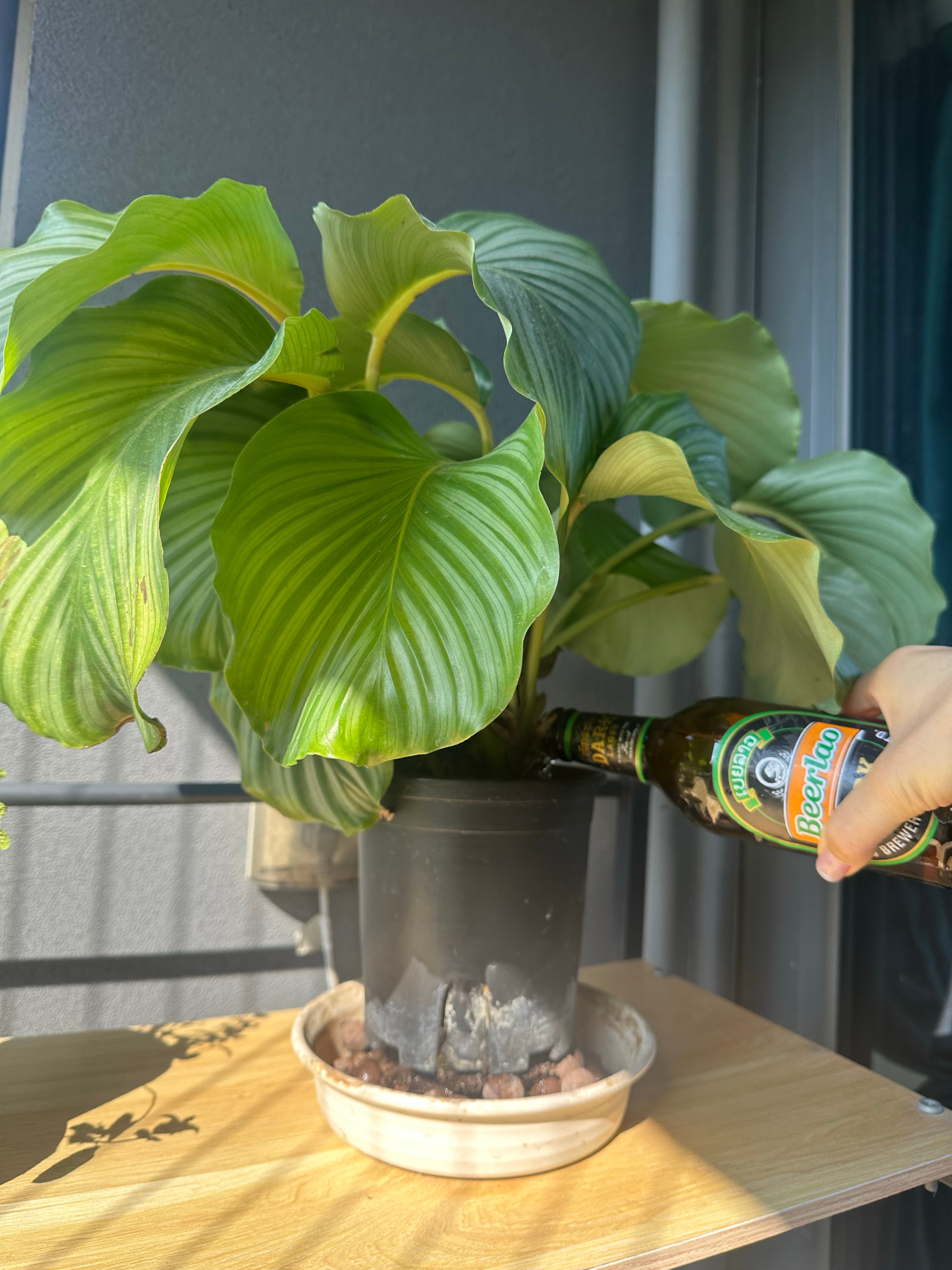 也是喝上Beerlao啦绿植 深圳