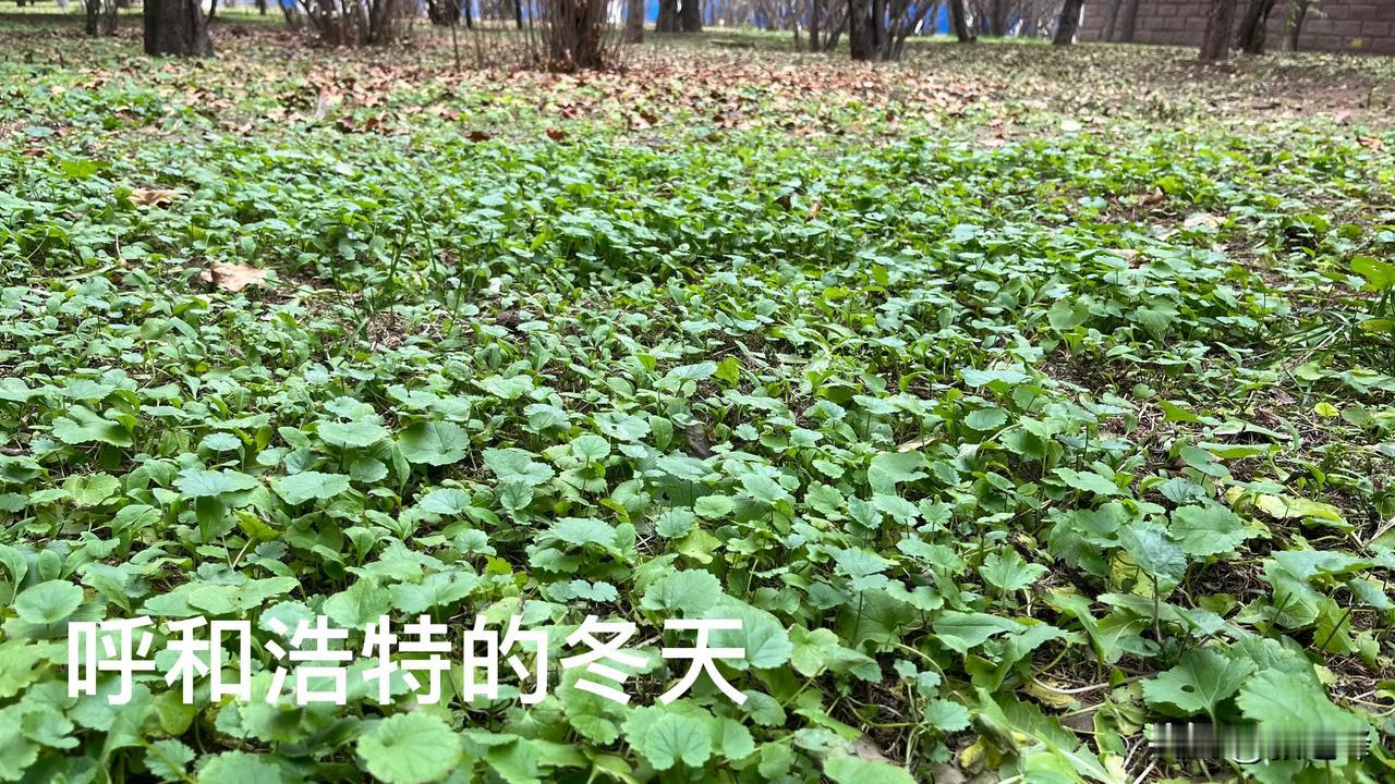 这是呼和浩特的冬天吗，一边是枯树叶一边是绿意盎然，这个冬天好，这么暖和再坚持坚持