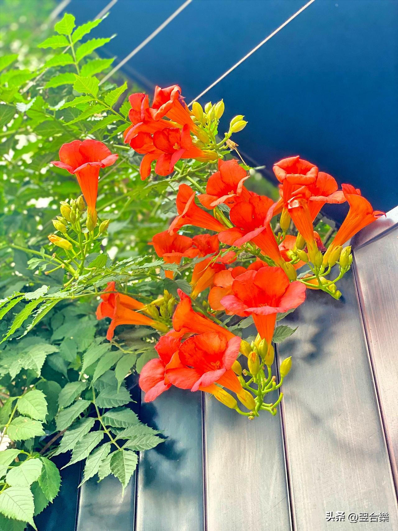 《凌霄华争艳，柴扉掩隐静》
凌霄花自古就备受文人青睐，白居易曾写“有木名凌霄，戳