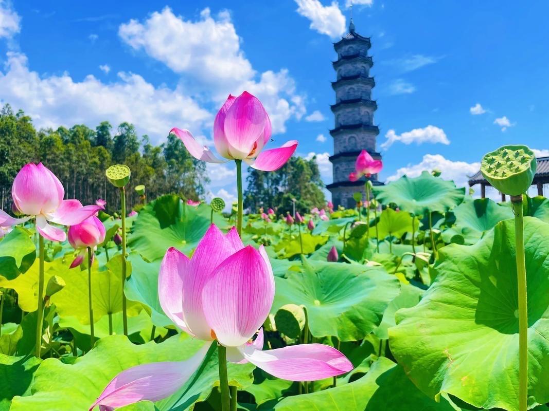 临江仙 · 荷塘吟
                              