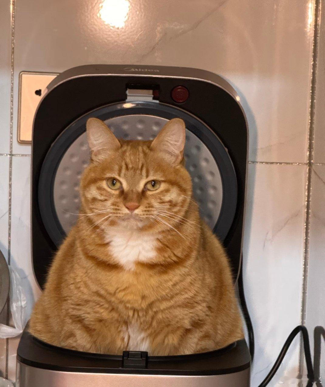 歪！要大米么？太肥又爱吃 