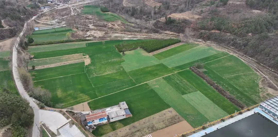 你知道吗？2024年春，甘肃王磨镇林下经济一夜翻身，一亩地收益直冲2万元大关！