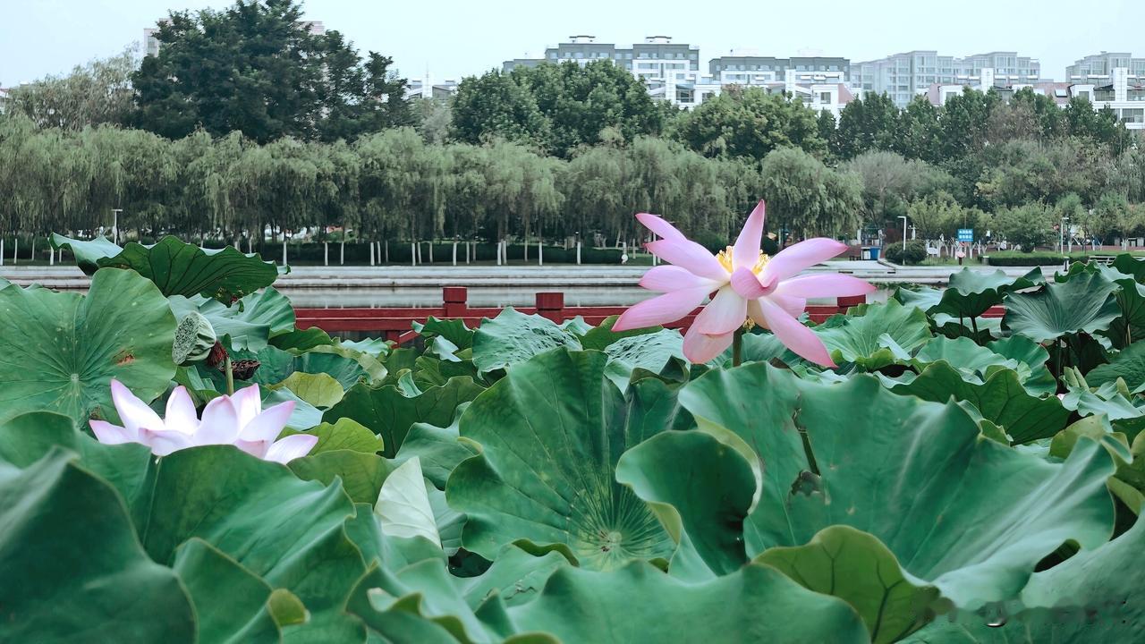 秋水里这一池翠绿，才是真正的清凉——没有春荷的娇嫩，也没有夏荷的喧闹，每一片叶子