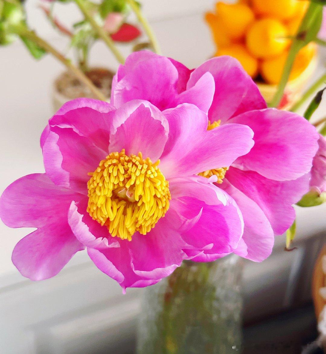 买了一束芍药惊喜，居然是两种颜色不管是盛放还是含苞待放各有各的美～旅游该发朋友圈