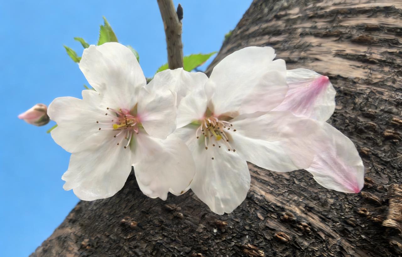 进入四月，资深的海棠花盛大开放，引人注目。