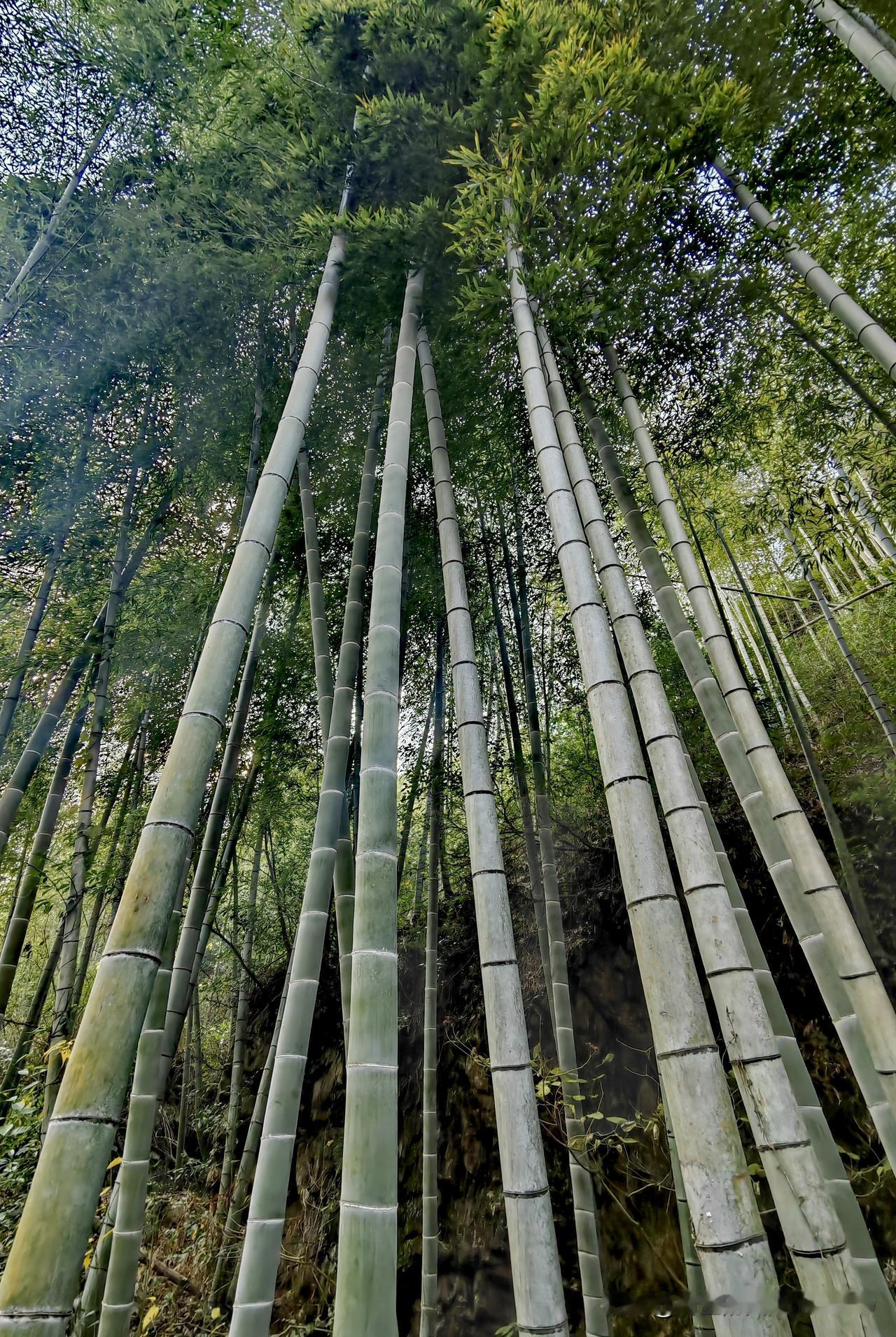 [玫瑰][玫瑰]漫步竹海深处，感受大自然的魅力（原创自拍）。
竹海自然风景区