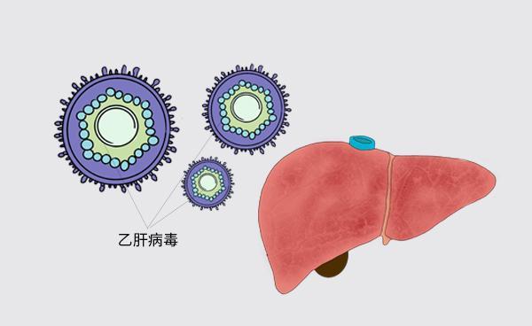 乙肝患者喝酒等于服毒？也不能吃鸡蛋？医生：四类食物要多吃

乙肝患者的肝功能恢复