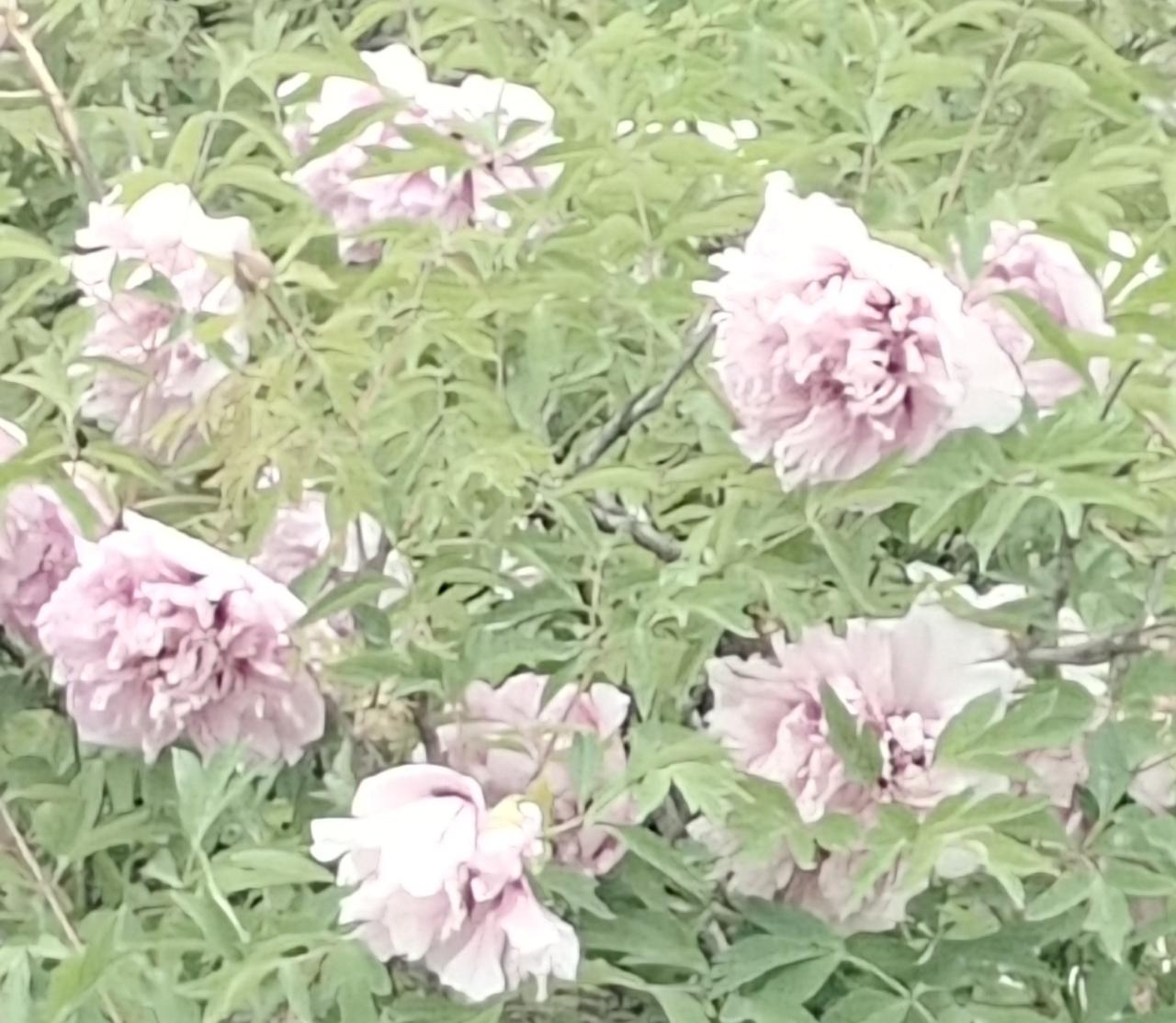 粉嫩娇艳的牡丹花海，尽显春日浪漫气息。🌸💕漫步在这片牡丹花海中，微风轻拂，花
