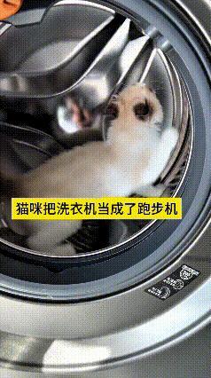 看到这个视频，这小猫可真会玩！主人家的洗衣机没关门，它“噌”一下就钻进去了，在滚