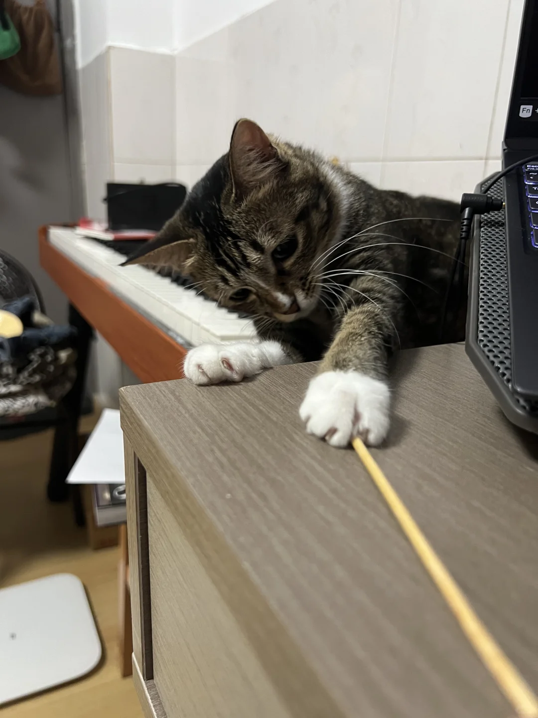 捡了只偷感很重的小猫😅