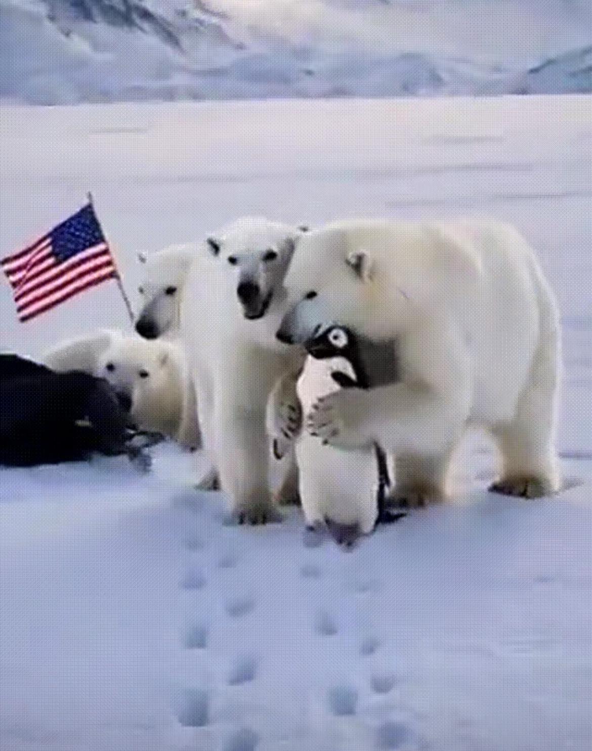 白宫团队估计后悔了！

他千不该万不该，不该发那张特朗普带企鹅闯格陵兰的图。他估