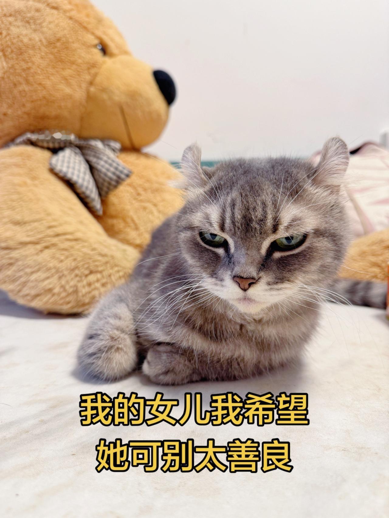 希望我的女儿别太善良！猫猫 猫咪猫咪 萌宠出道计划 猫咪日常