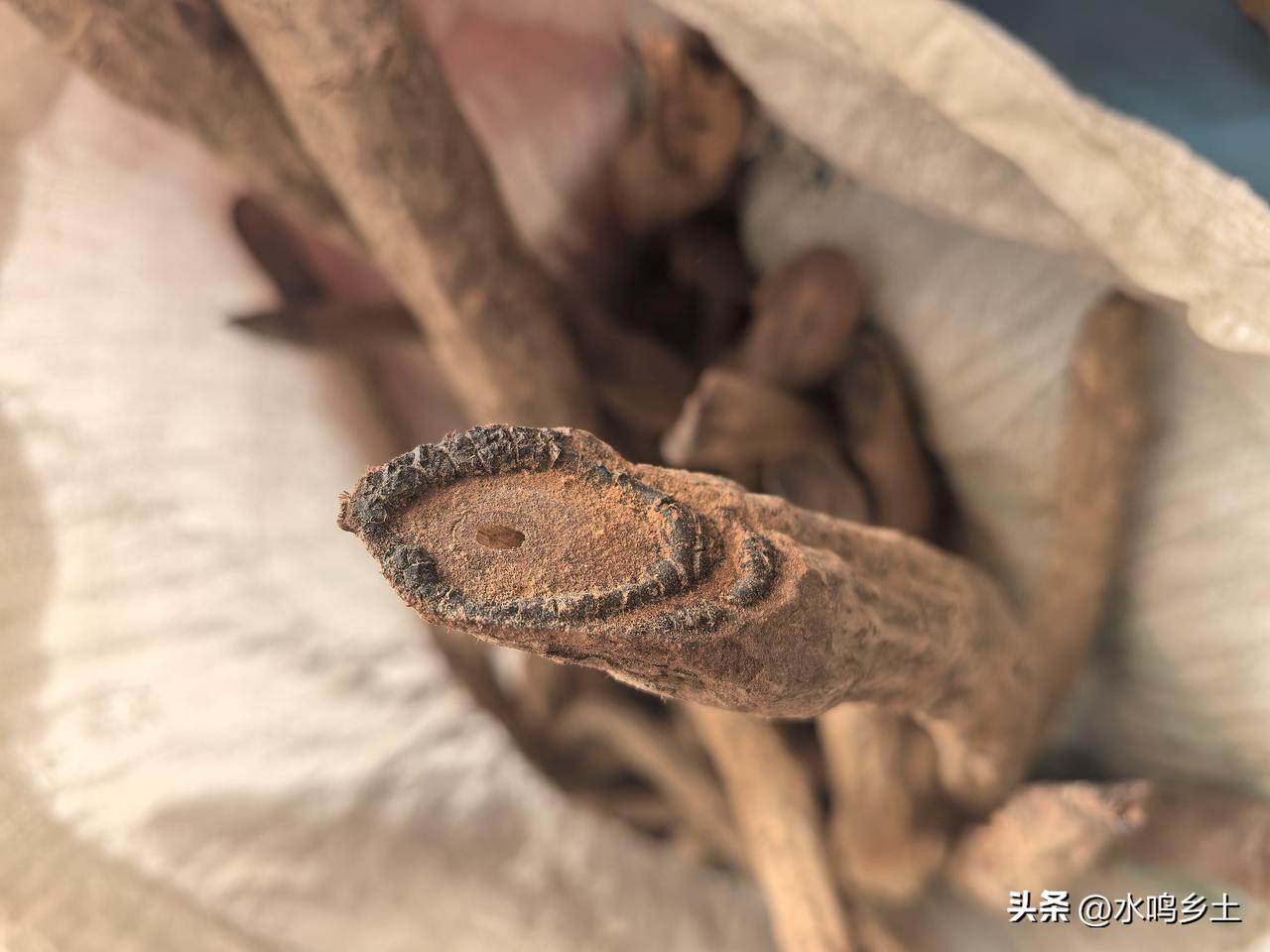 这么小的鸡血藤，本不应该采回来，就是有次进山采药，在一个熟悉的山谷里看到有一帮伐