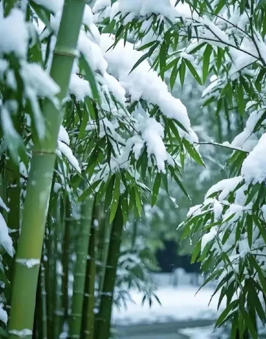 方圆天地，为头条联友对联：
雪里松柏挺傲骨，
霜中青竹展英姿。