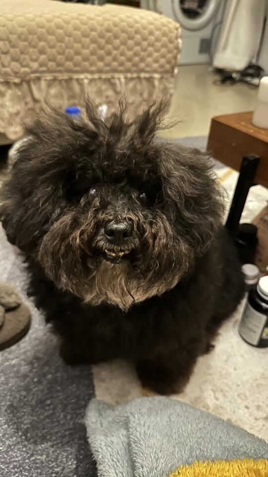 人，小狗今天有开心事