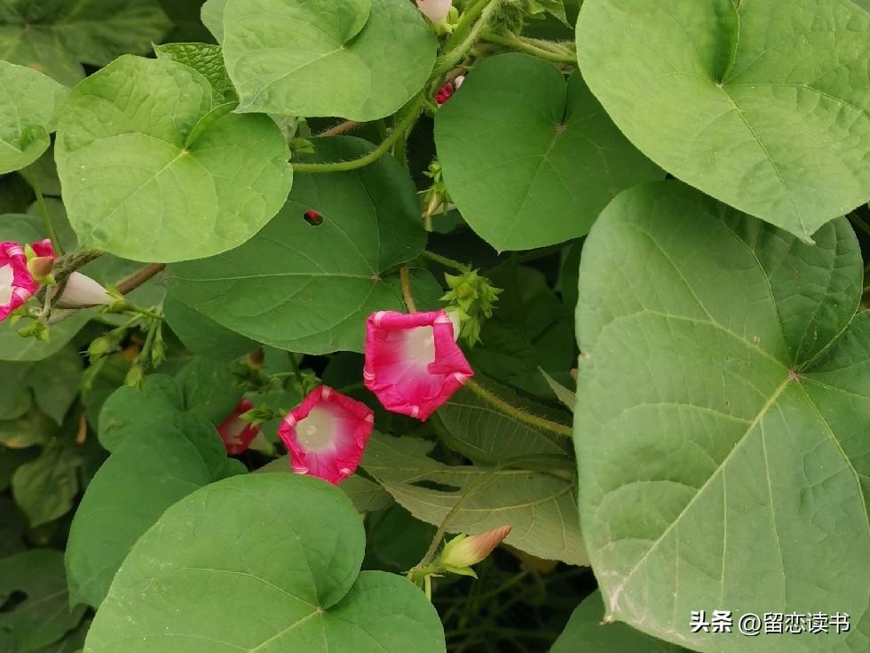 你信不信？好多“恶婆婆”，不是后悔跟儿媳妇翻脸，而是后悔自己脸翻得太晚了。
儿媳