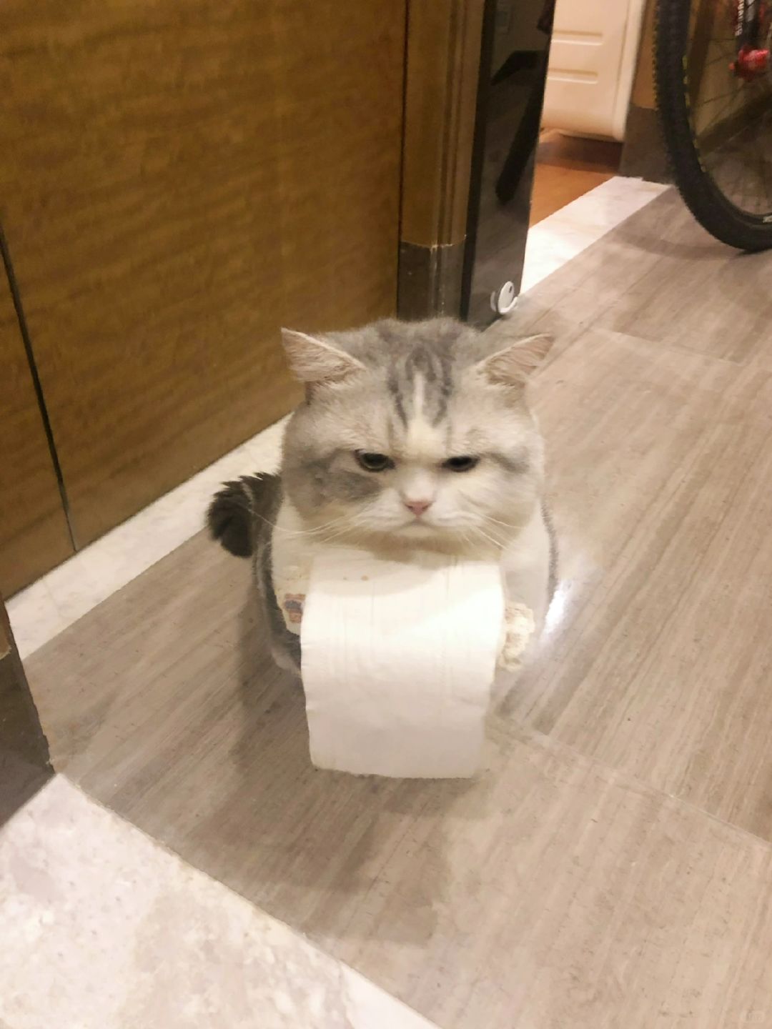 半夜上厕所小猫来送纸