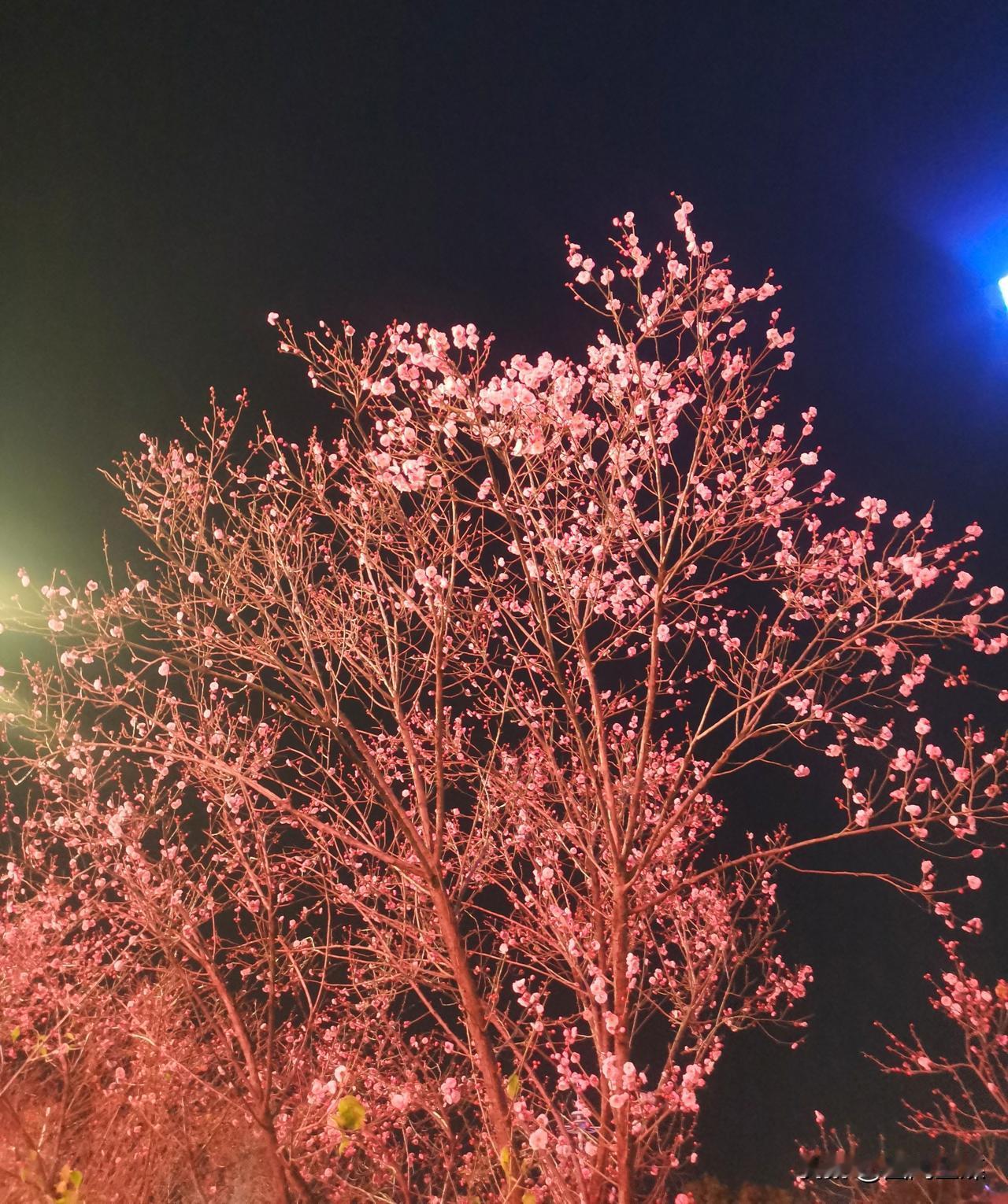 1月8日，西安高新路两旁的梅花已悄然“绽放”，较往年提前近一个月迎来盛景。道路两