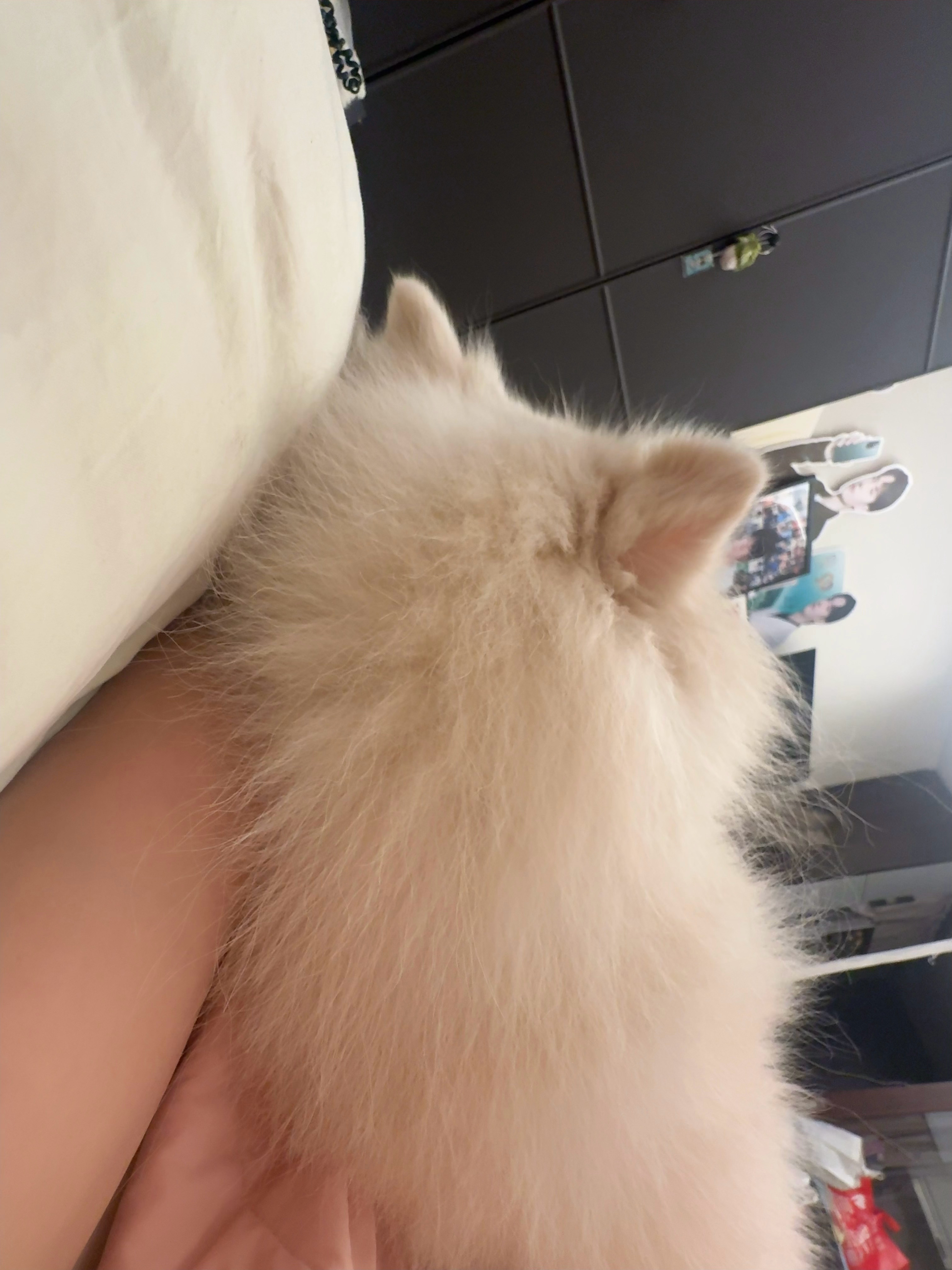 早安[超话]  早早早拍到一只大清早就来撒娇的毛毛宝[奶牛猫] ​​​