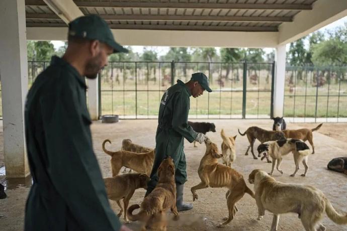 为了办世界杯枪杀数百万生命 属实残忍，但如果不能解决流浪狗问题，在这买热搜其实没