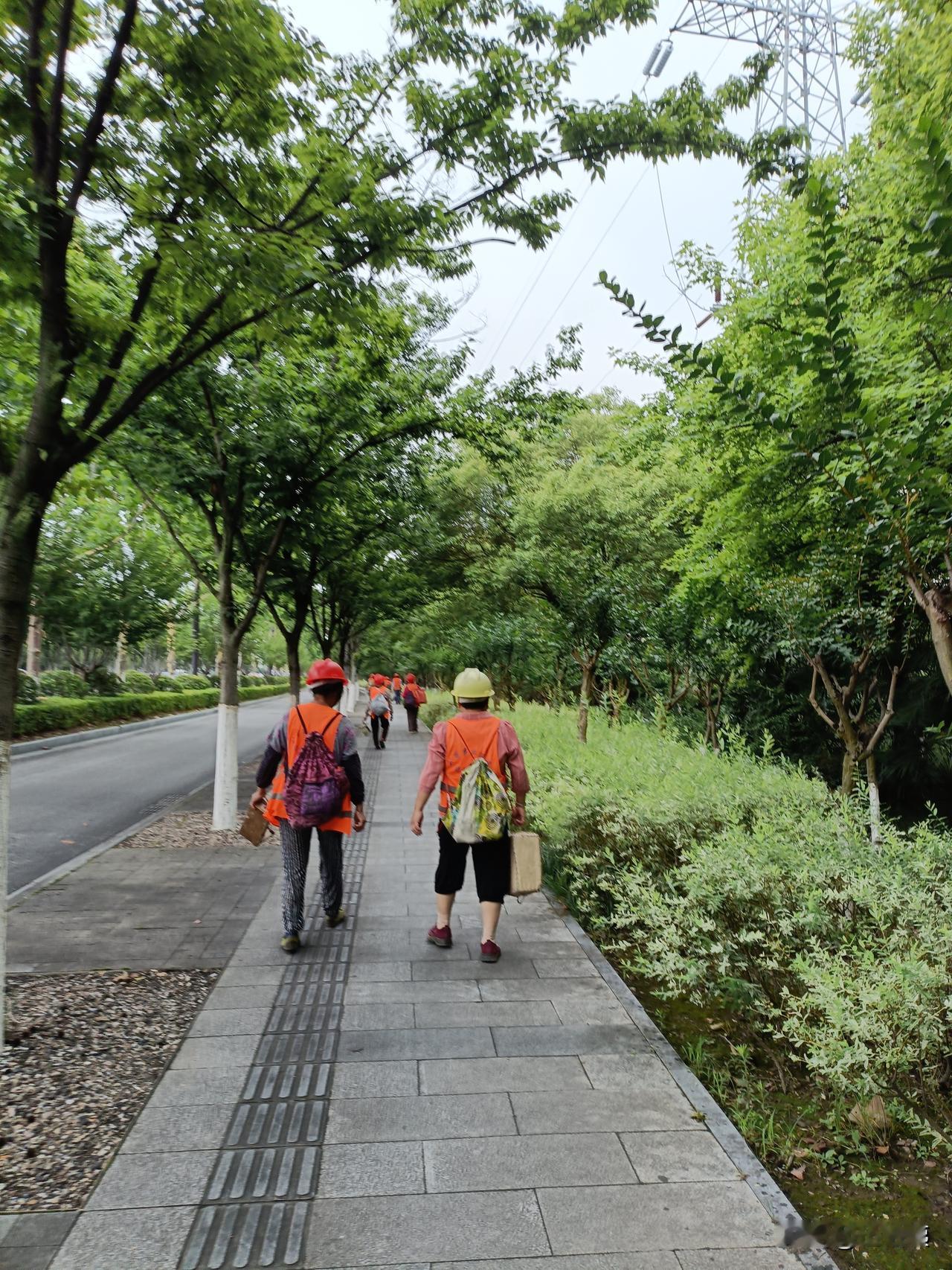 绿化带内拔草养护的这批人
给我感觉，65岁以下的都很少，他们看上去都70＋了。
