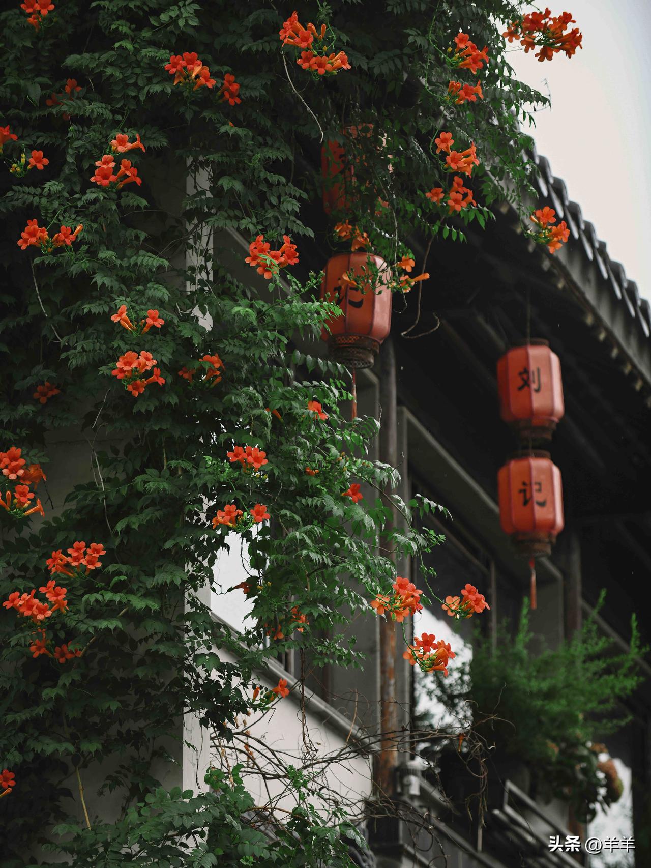 雨歇青砖润
一墙凌霄，橙红垂瀑
风过，瓣落无声
花影探巷，旧墙生香
南京慢，不赶