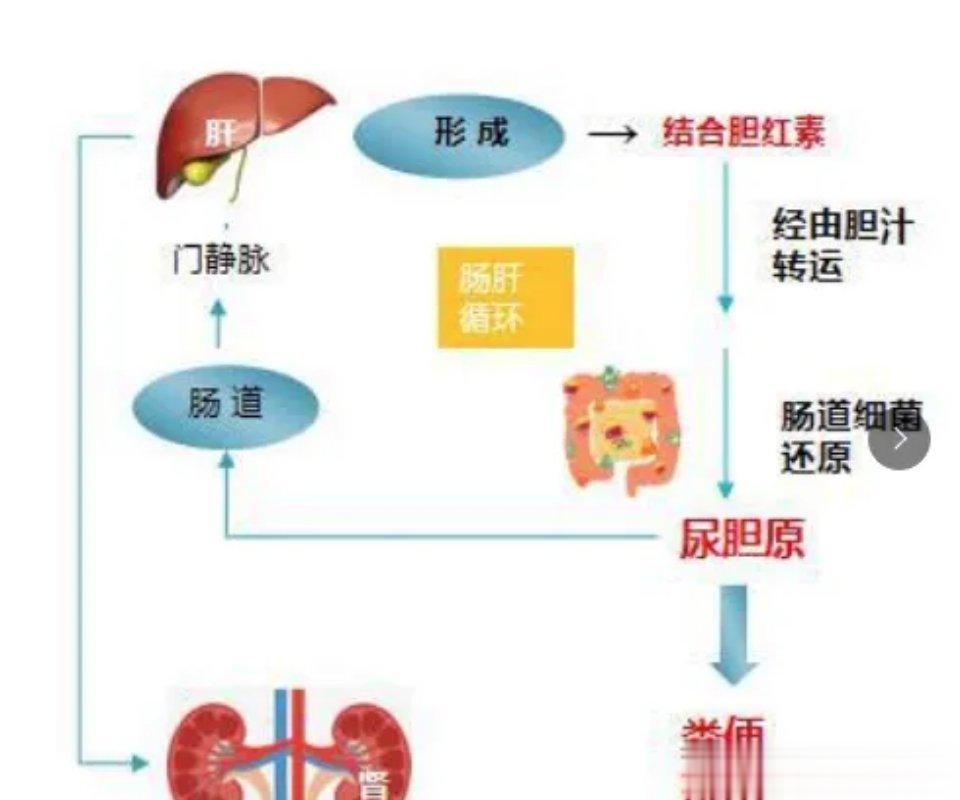 什么是胆红素？胆红素升高说明什么？胆红素来源于衰老的红细胞分解后的血红素。正常情