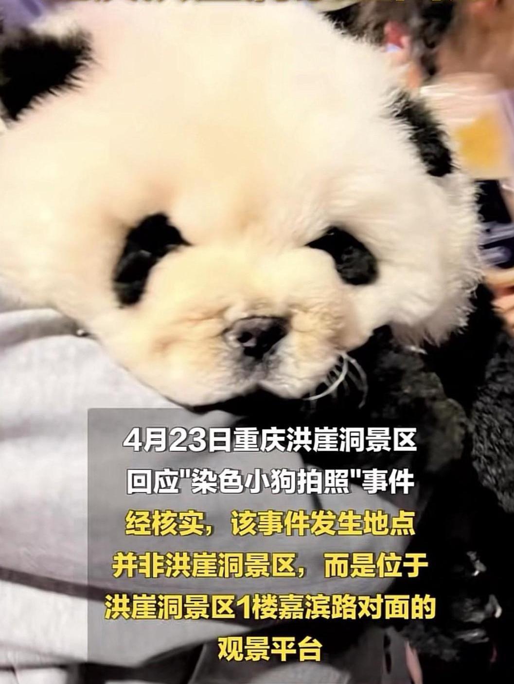 洪崖洞惊现“熊猫狗”？20元合影背后，狗狗眼睛都睁不开了！

重庆洪崖洞摊上事了