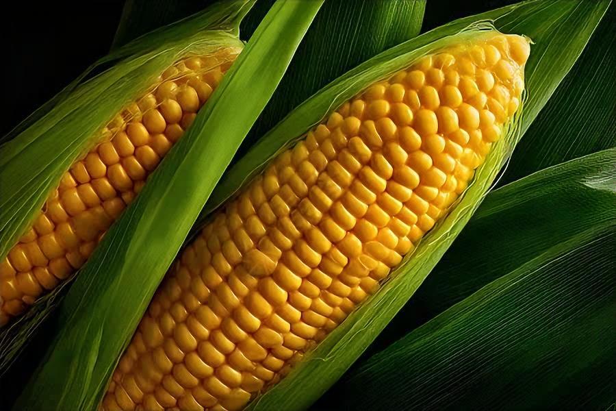 玉米的方言你们哪里叫什么玉米我们东北也叫做苞米🌽