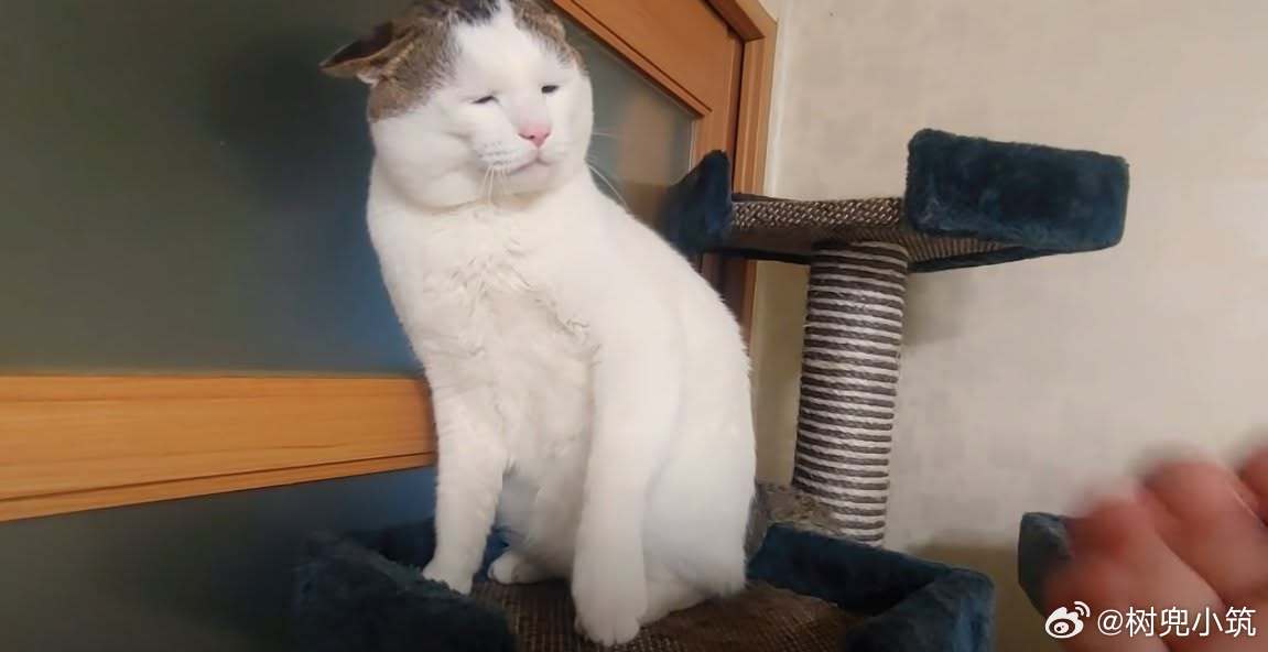 发现了一只长得像「(ヽ´ん`)」的猫 