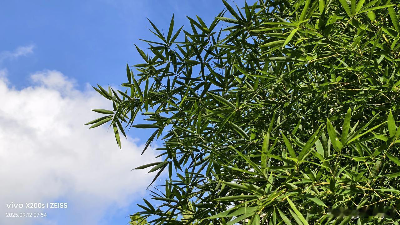 热雨打新枝