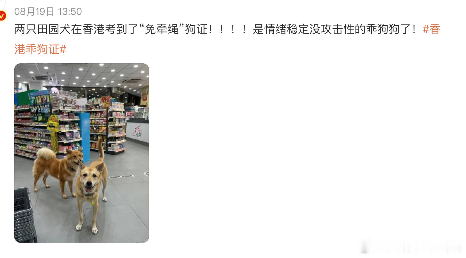 女子被30公斤大狗撕咬死亡香港乖狗证 唐狗，也就是祖宗严选不吃手中肉乖巧懂事的中