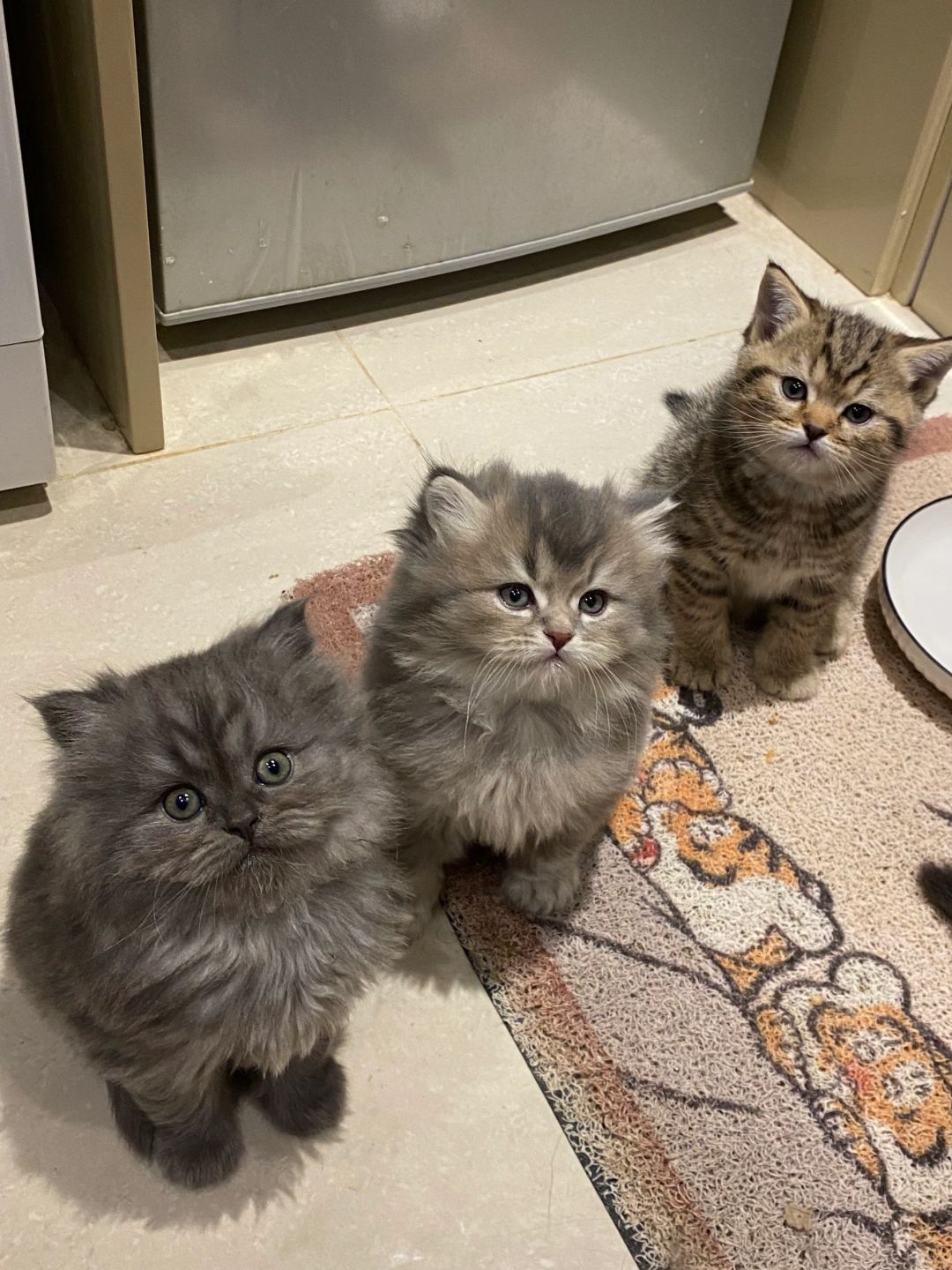 自家猫咪找领养