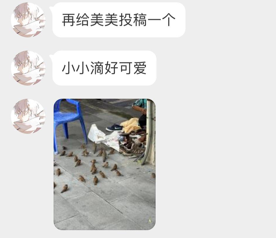 #鸟粉投稿# 修鞋子的奶奶陪在旁边的是一群歇息的小麻雀 ​​​