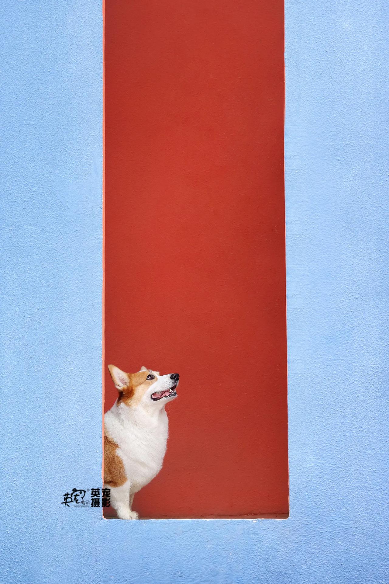 像油画一样😍
【上海拍摄】