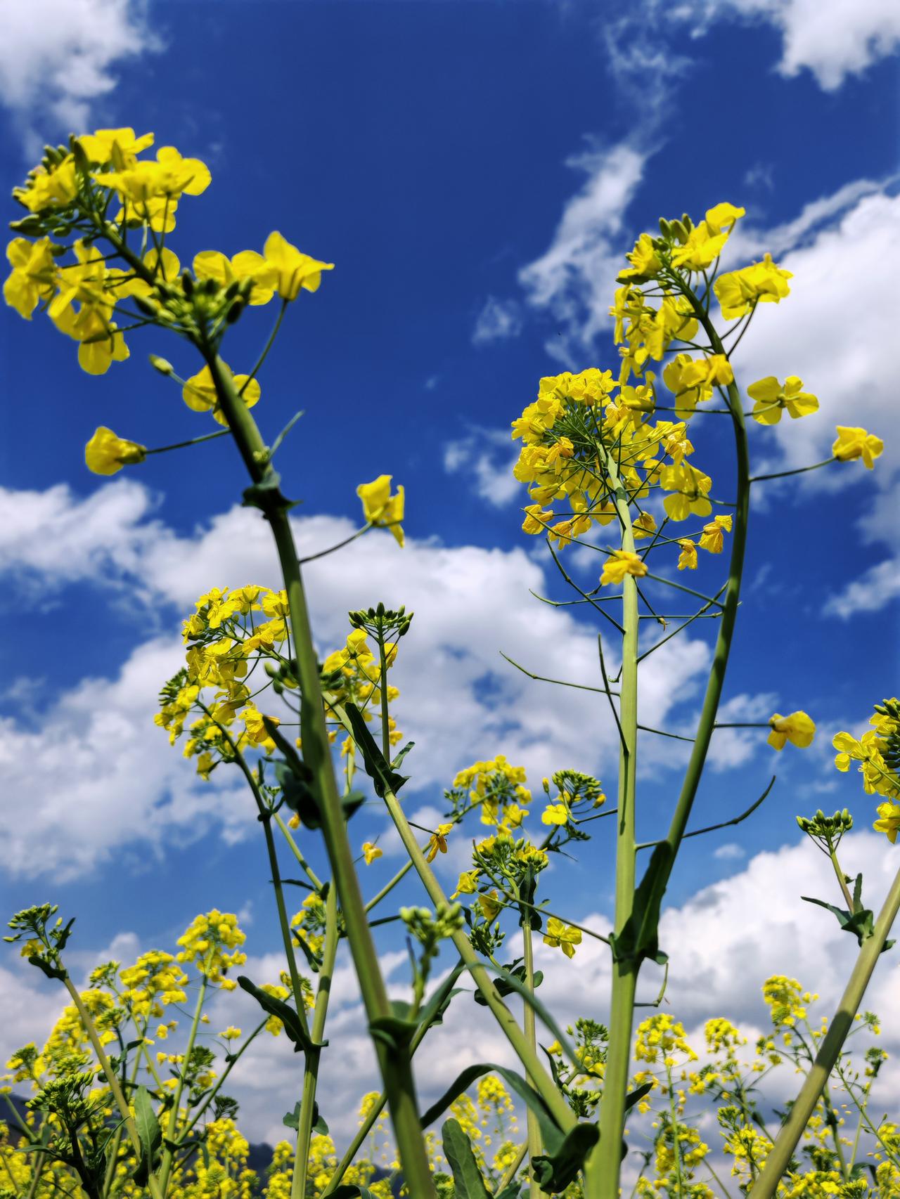 来一组与大自然的亲密接触，春姑娘来了，黄平旧州古镇走起，蓝天白云好天气，花花也开