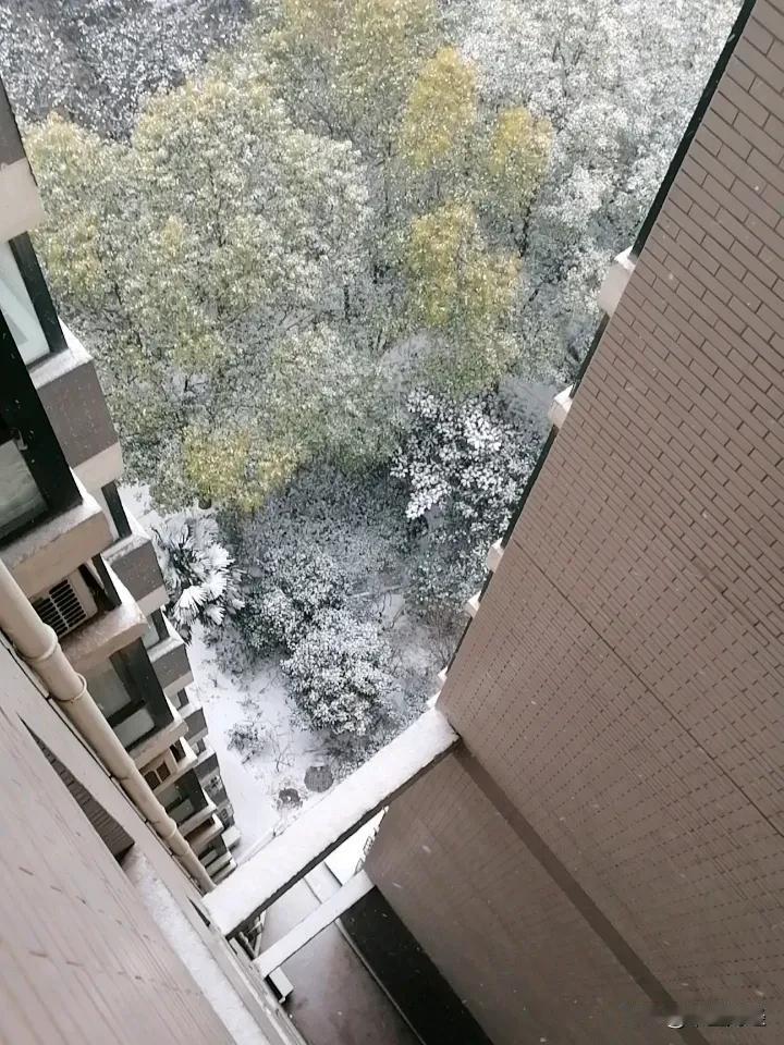 冬日生活打卡季楼上向下望去，植被上已落满了雪花！看着漫天飞舞的雪花，想起了一首歌