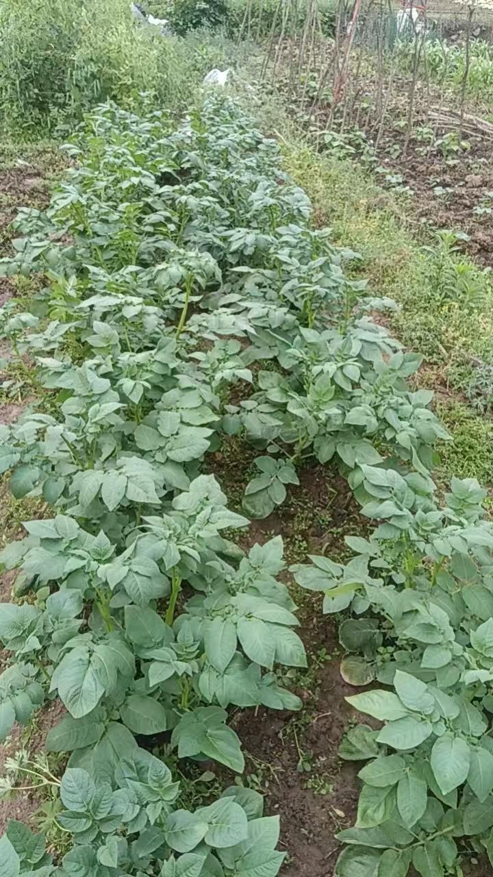 大家有知道这叫什么植物吗？