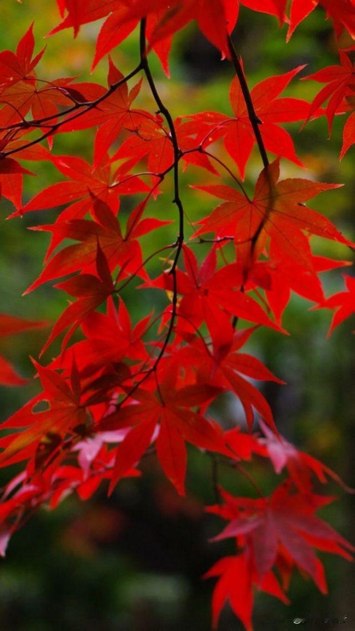 五莲县——汪湖镇｜红枫苗木文旅特色镇


汪湖镇地处日照五莲北部，是国内规模领先