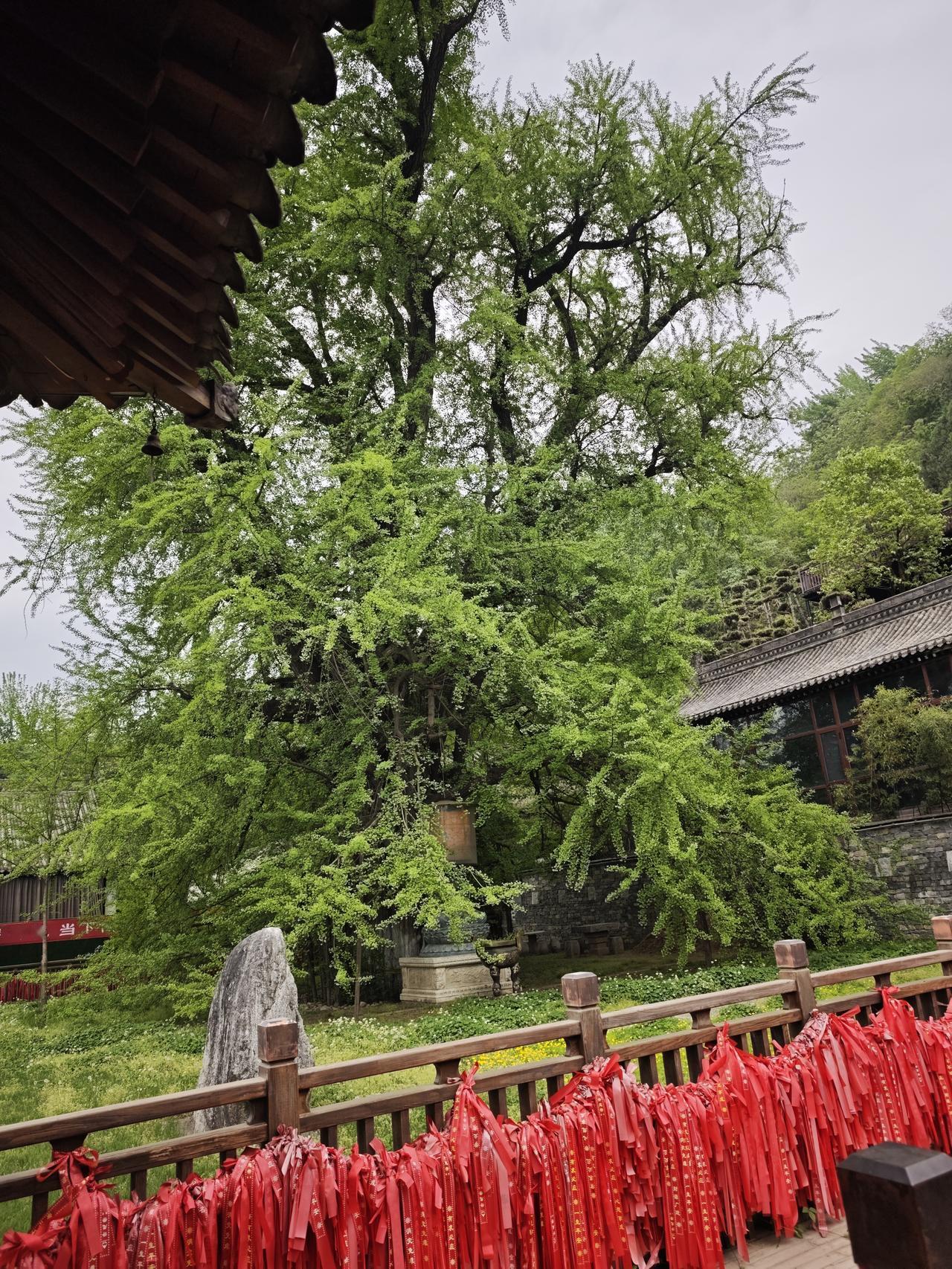 春日生活打卡季春风拂过千年银杏的每一道皱纹，都像在翻阅一部活着的史书。新叶从苍虬