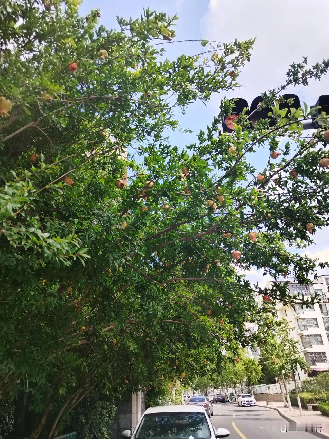 夏天，正是生长的好时机。

小区路上的石榴树，柿子，紫薇花，长的枝繁叶茂，硕果累