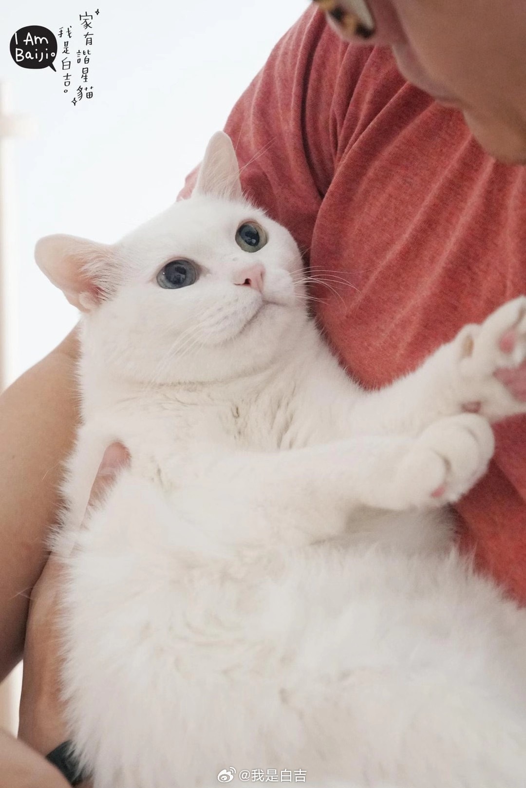 致中途、送養人、寄養家庭、領養人、棄養人轉貼處：貓咪也瘋狂俱樂部crazycat