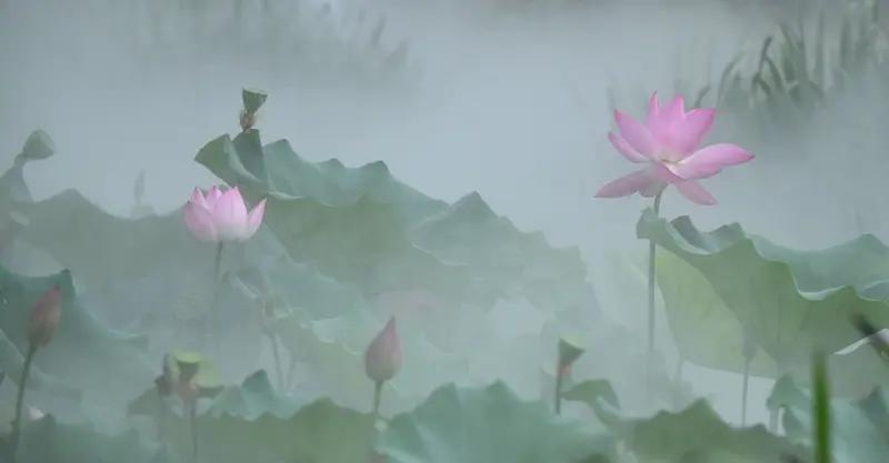 上联:水畔烟轻绕碧柳，诚邀下联湖面雾淡笼娇荷。