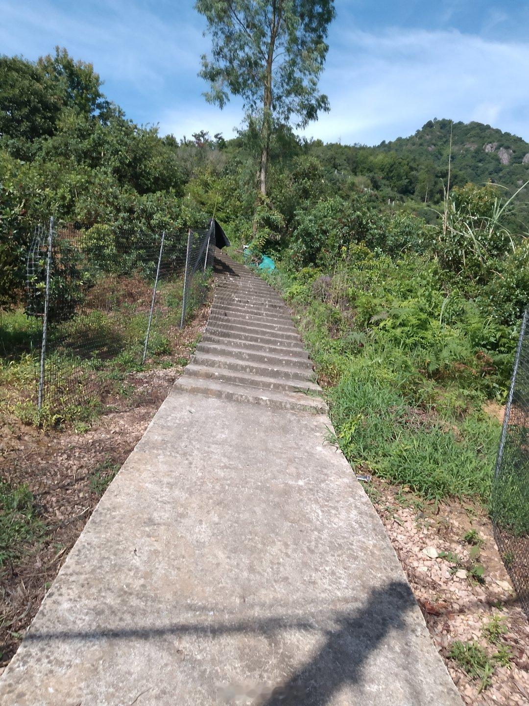 今天太阳好大6点半就去山上摘杨梅  十点半山下了  热的我汗水直流全身湿透 山上