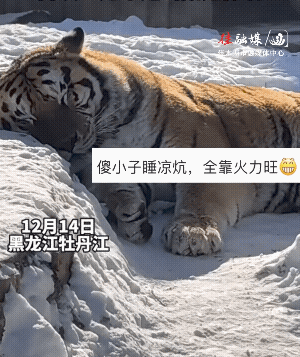 耐寒这一块，还真的是东北虎。雪地里，此时此刻它头枕着雪堆、身躺雪地上，不仅睡的香