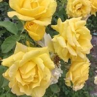 我的今日状态：😁轻松愉快
我这里的天气：🌧下雨
今天一天，小雨淅淅沥沥的不停
