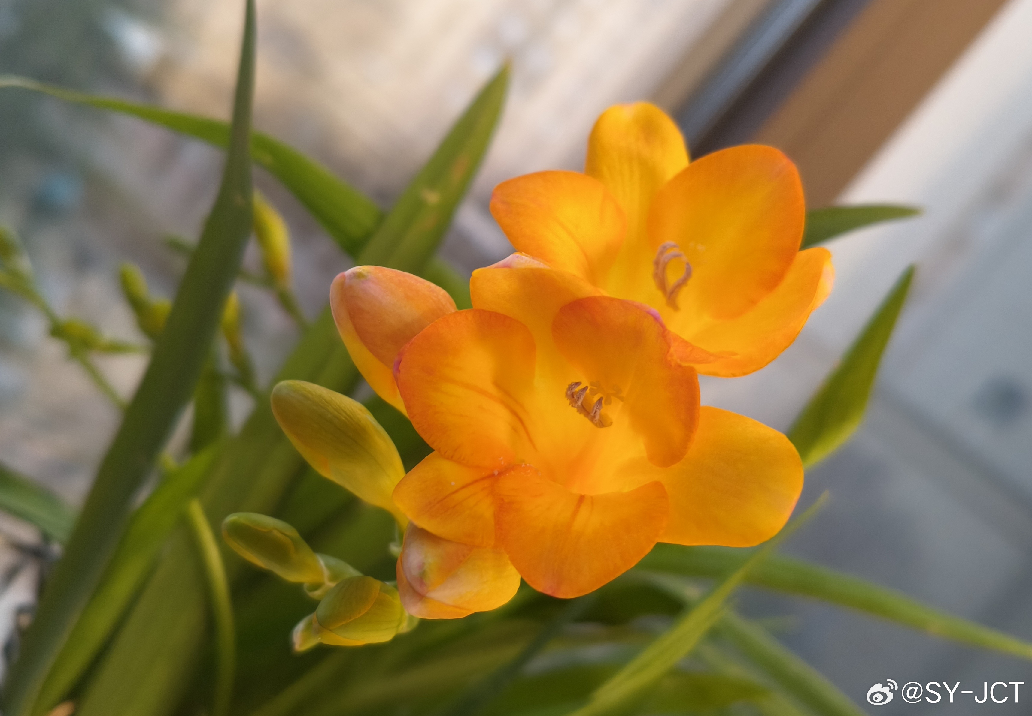 你若盛开蝴蝶自来，你若精彩天自安排，心中有爱，青春常在！晚安好梦 