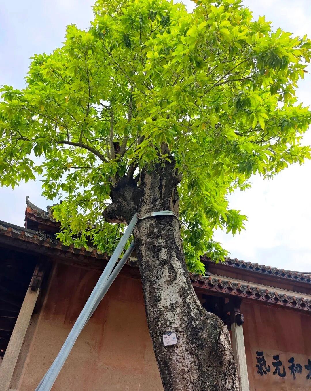 司马懿和司马孚是“司马八达”中最长寿的两个人，同时也是三国时期演技最好的一对兄弟