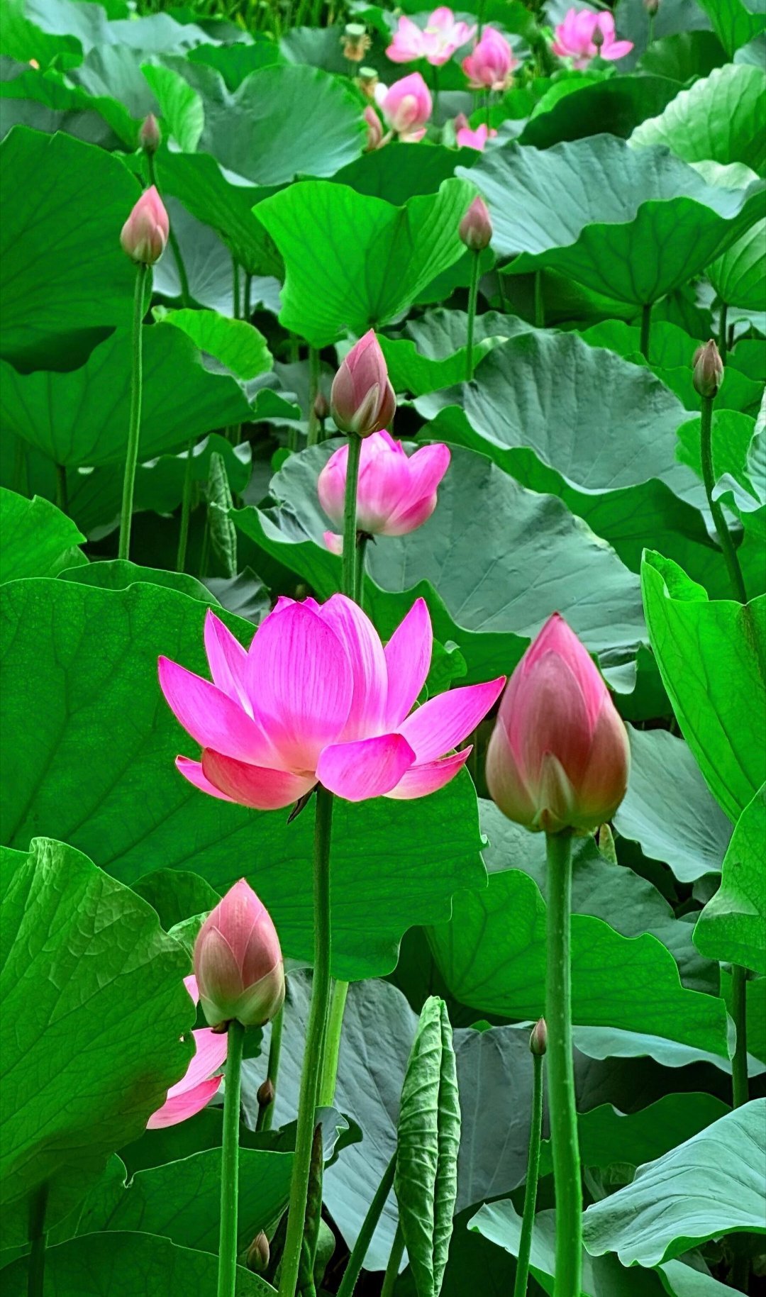 【大自然的启示】                 作者：松下幸之助（日）春天的嫩